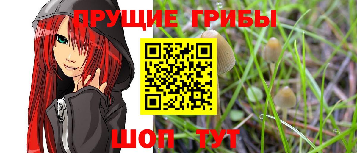 Псилоцибиновые грибы Psilocybe Ирбит
